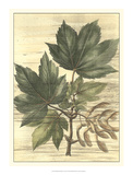 Weathered Maple Leaves II