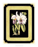 Orchids on Black II