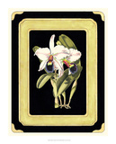 Orchids on Black I