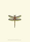 Miniature Dragonfly IV Art Print