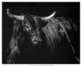 Brindle Rodeo Bull