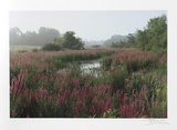 Meadow