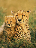 Cheetah and Cub, Masai Mara Reserve, Kenya