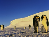 Emperor Penguin Family, Weddell Sea, Antarctica