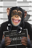 Chimp-Mugshot