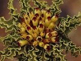 Pachypodium Flowerhead, Richtersveld National Park, South Africa