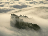 Redwoods in Fog, Monterey Bay, California