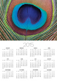 Peacock Feather