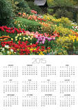 Tulips at Little Larford