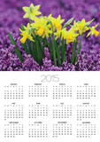 Yellow Daffodils in Purple Heather