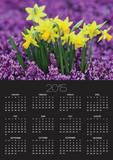 Yellow Daffodils in Purple Heather
