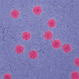 Frozen-Hydrated and Vitrified Baboon Reovirus Photographic Print