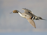 Northern Pintail (Anas Acuta) Flying in Victoria, BC, Canada