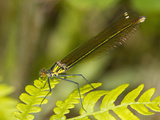 Female Superb Jewelwing Damselfly (Calopteryx Amata), New Hampshire, USA