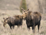 Moose Adult and Calf (Alces Alces), Grand Teton National Park, Wyoming, USA