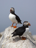 Atlantic Puffin (Fratercula Arctica), Maine, USA