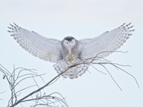 Snowy Owl (Bubo Scandiacus) Landing in a Tree and Hunting for Prey, Ontario, Canada