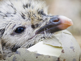 Lesser Black-Backed Gull Chick Hatching, Walney Island, United Kingdom