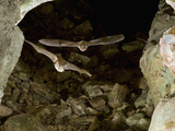 Mexican Brown Bats or Cave Myotis Bats Flying in a Cave (Myotis Velifer)