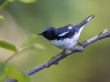 Two-Year Old Male Black-Throated Blue Warbler (Dendroica Caerulescens), New Hampshire, USA