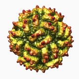 Three-Dimensional Reconstruction of the Penicillium Stoloniferum Virus Photographic Print