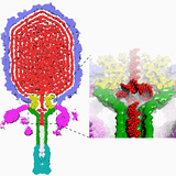 The Inside Half of a Three-Dimensional Reconstruction of Bacteriophage 29 Photographic Print