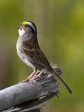 Male White-Throated Sparrow (Zonotrichia Albicollis), New Hampshire, USA