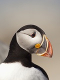 Atlantic Puffin (Fratercula Arctica), Maine, USA