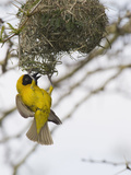 Lesser Masked-Weaver Male at the Nest (Ploceus Intermedius), South Africa