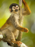 Squirrel Monkey (Saimiri Oerstedii Citrinellus), Costa Rica