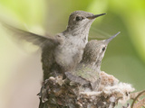 Anna's Hummingbird (Calypte Anna) Trying Out its New Wings from the Nest, Irvine, California