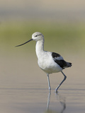 American Avocet (Recurvirostra Americana) Wading in the Water of a Shallow Pond in Alberta, Canada
