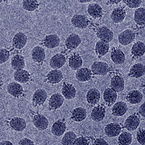Bacteriophage 29 Is a Double-Stranded DNA Virus That Infects Bacillus Subtilis Bacteria Photographic Print