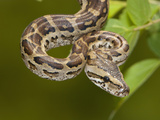Africa Rock Python (Python Sebae), South Africa