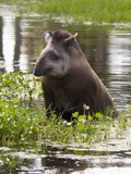 Lowland or South American Tapir (Tapirus Terrestris), Captive