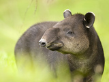 Baird's Tapir (Tapirus Bairdii), Costa Rica