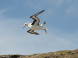 Black-Browed Albatross (Thalassarche Melanophrys)