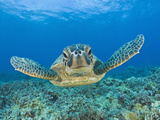 Green Turtle (Chelonia Mydas), Maui, Hawaii, USA