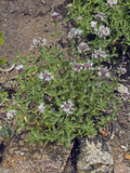 Coyote Mint (Monardella Odoratissima Pallida), Lassen National Park, California, Family Lamiaceae