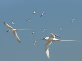 Red-Billed Tropicbird (Phaethon Aethereus), Tower Island, Galapagos Islands, Ecuador