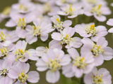 Yarrow Flowers (Achillea Millefolium)
