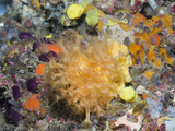 Sea Anemones (Parazoanthus Axinellae), La Vaca, Medes Islands, Costa Brava, Mediterranean Sea