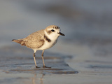 Snowy Plover (Charadrius Alexandrinus)