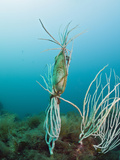 Catshark Egg Fixed onto Coral (Scyliorhinus), Cap De Creus, Costa Brava, Spain