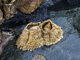 Thatched Barnacles on Intertidal Rock at Low Tide (Semibalanus Cariosus), Brothers Island, Alaska
