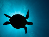 Silhouette of a Green Sea Turtle (Chelonia Mydas) Against the Sunlight Coming Through the Surface