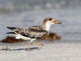 Black Skimmer (Rynchops Niger) Juvenile Running on the Beach