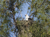 Swallow-Tailed Kite on its Nest (Elanoides Forficatus)