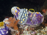 Warty Nudibranch (Phyllidia Elegans) on a Golden Tunicate, Raja Ampat, West Papua, Indonesia