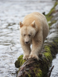 Kermode or Spirit Black Bear Variety (Ursus Americanus Kermodei) Walking on a Log